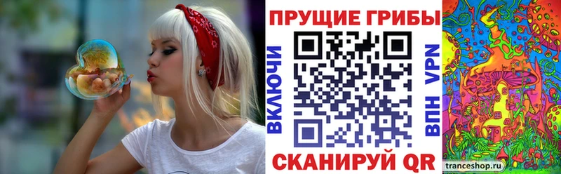 darknet клад  Каменка  Галлюциногенные грибы Psilocybe 